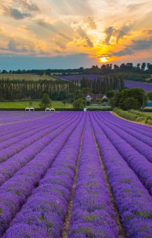The-Hop-Shop-The-Home-of-Kentish-Lavender-kent
